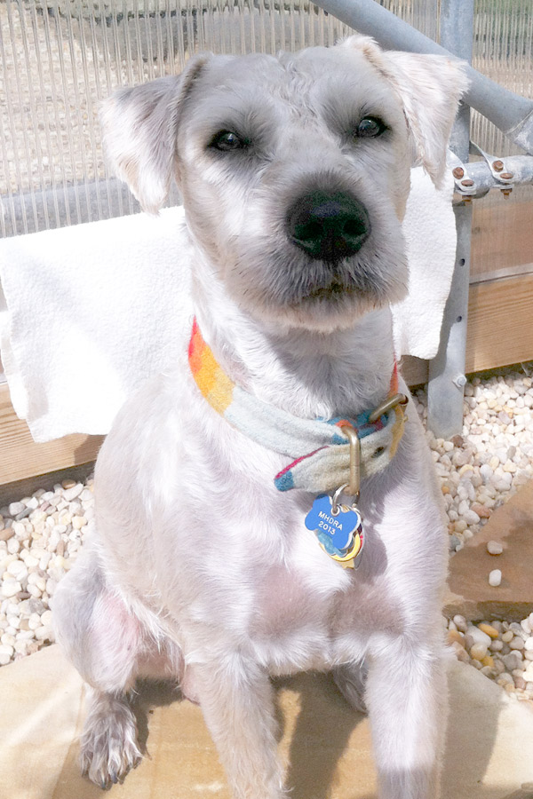 Soft Coated Wheaton Terrier Milton- S.S. Aqua Dog  Hydrotherapy