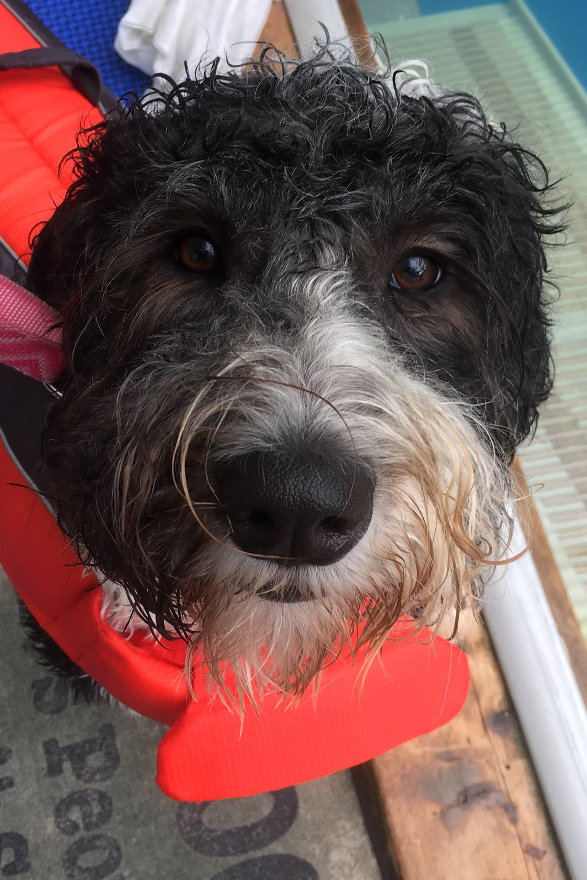 Sheepadoodle Gracie