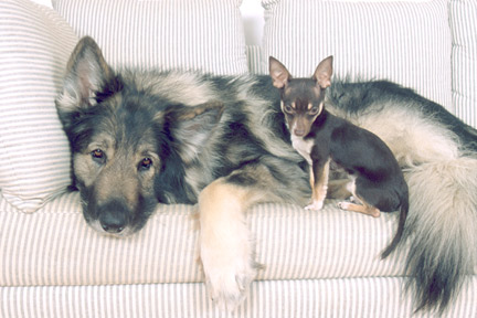 Chihuahua Max n Shiloh Shepherd Sylvester