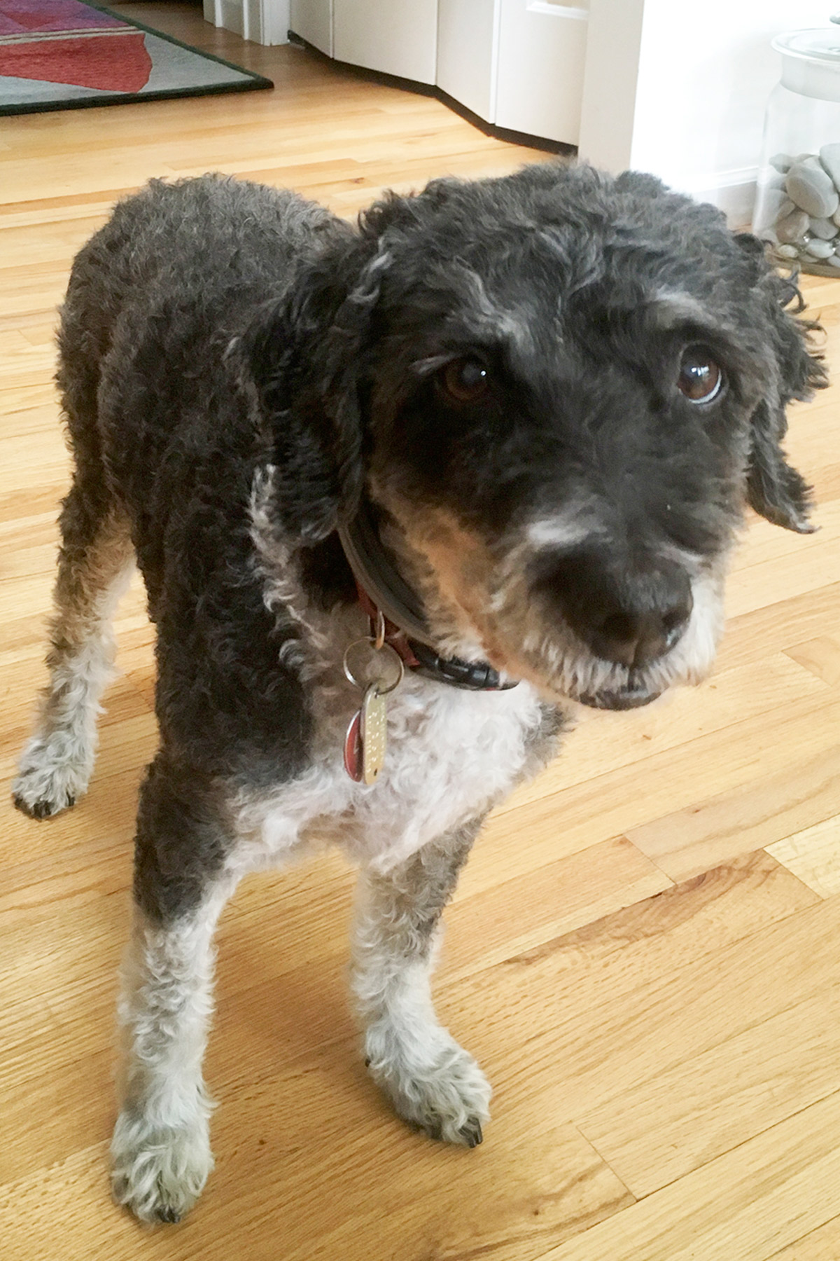 Spanish Water Dog Lali