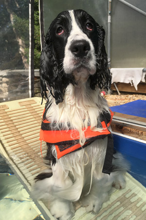 Springer Spaniel Max