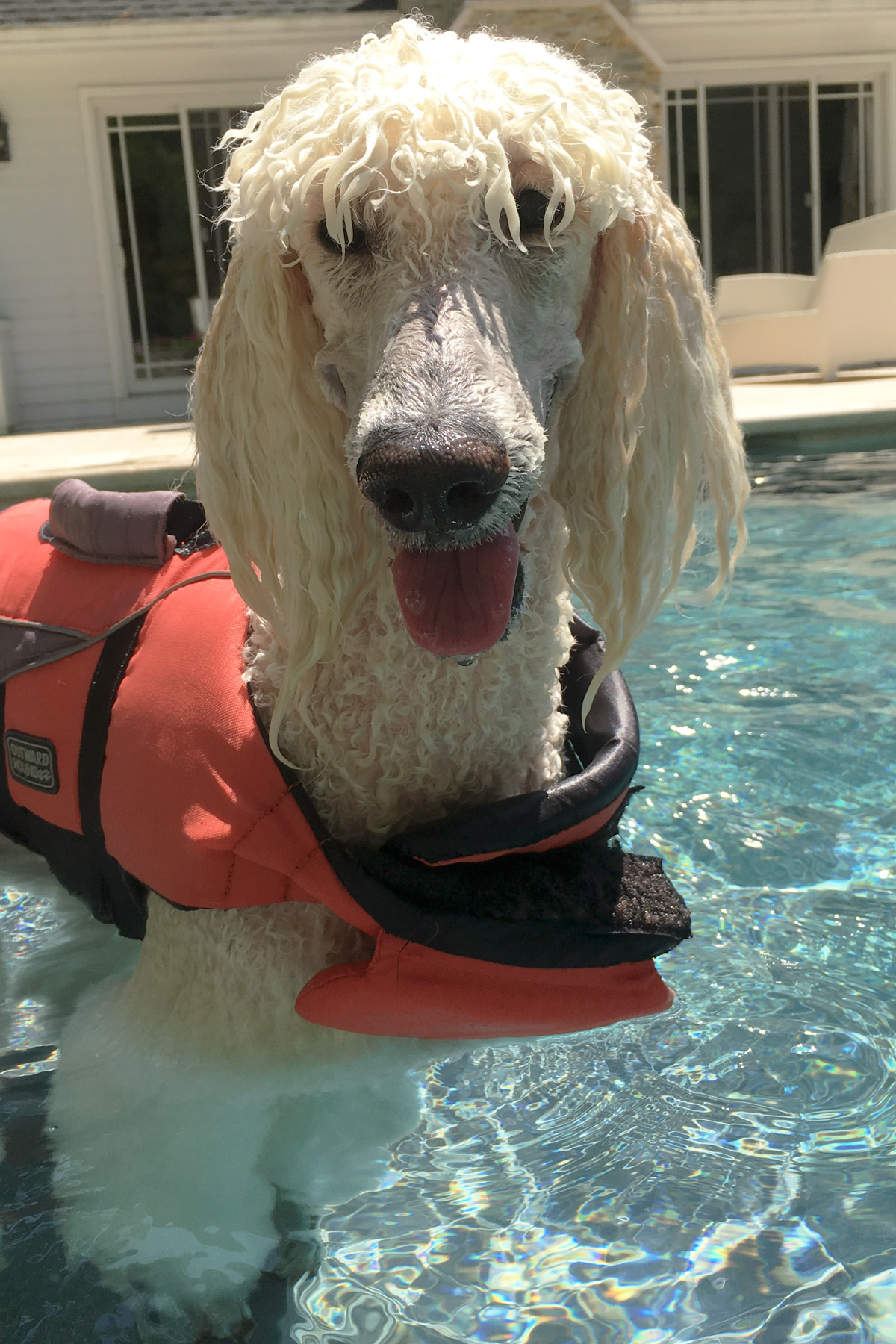 Standard Poodle Delilah