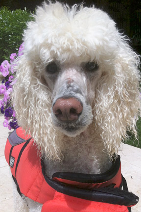 Standard Poodle Romeo