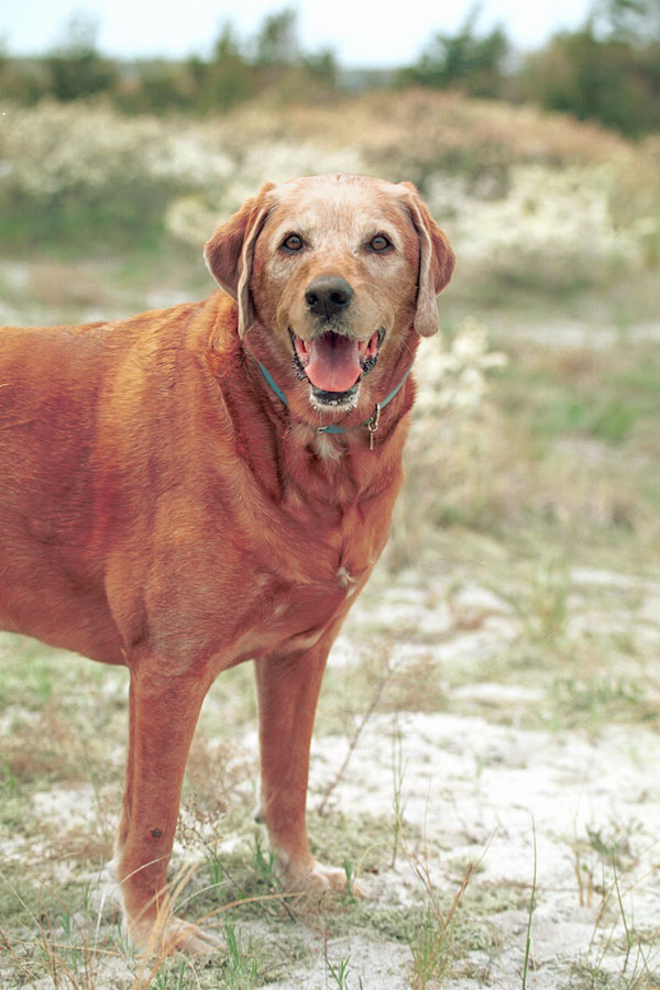 Mixed Breed Vizsula- Lab Amelia