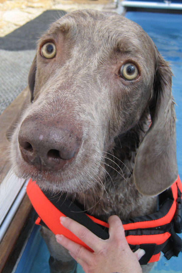 Weimaraner Clutch