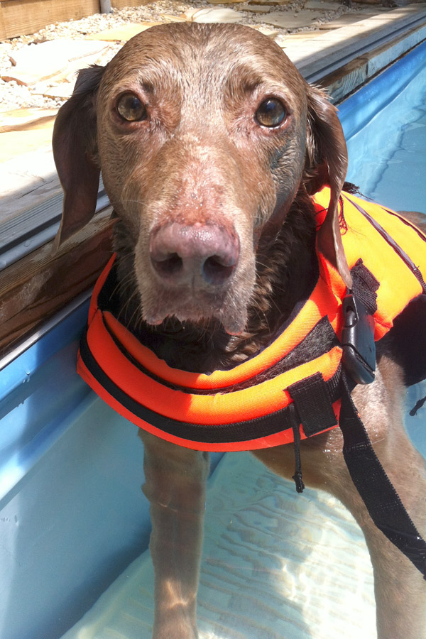 Weimaraner-Heidi swims