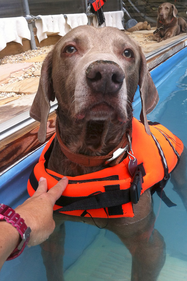 Weimaraner-Toldi swims