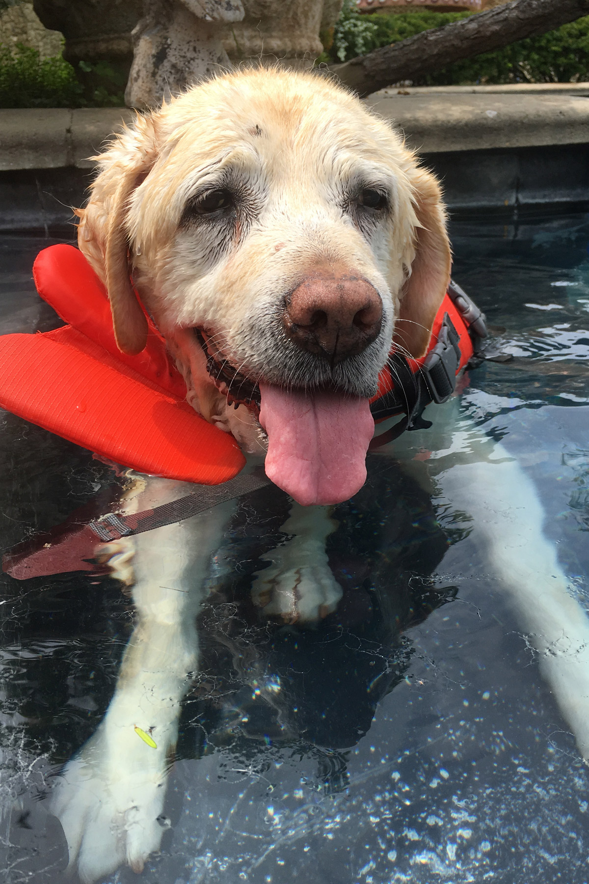 Yellow Lab Annie