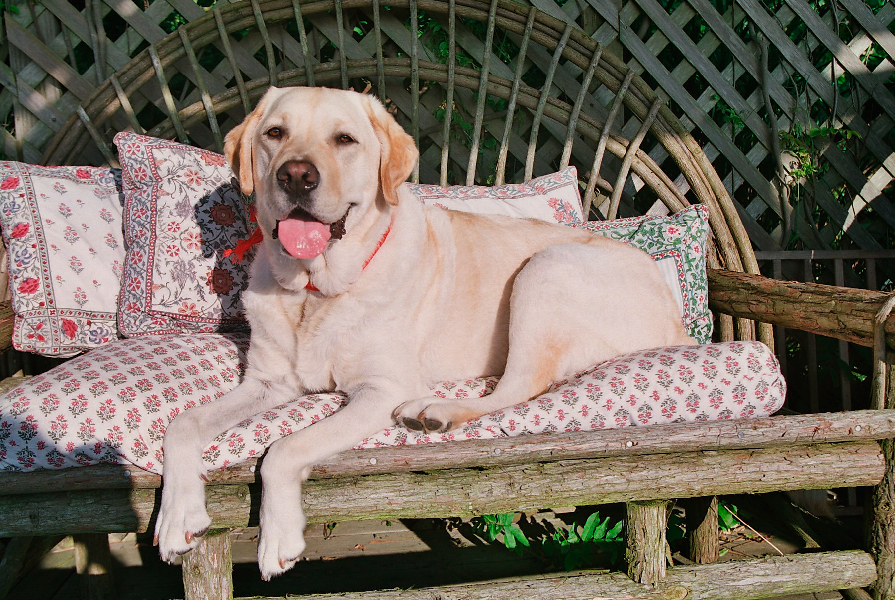 Yellow Lab Annie