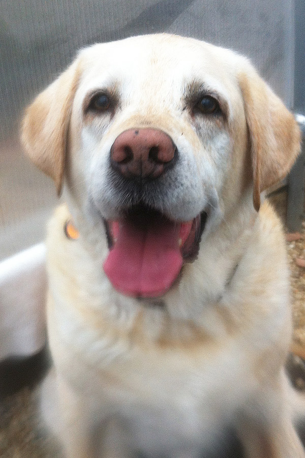 Yellow Lab Bear