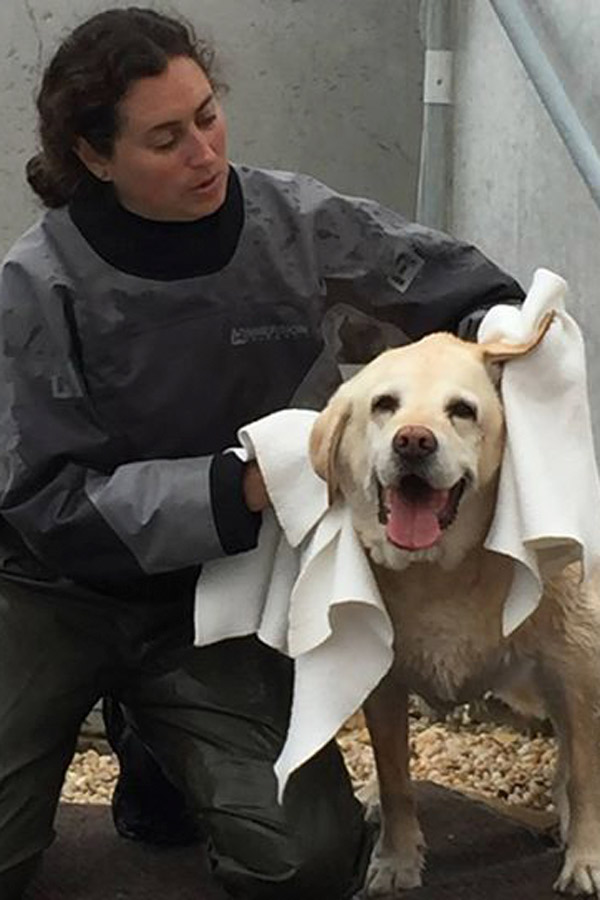 Yellow Lab Bear