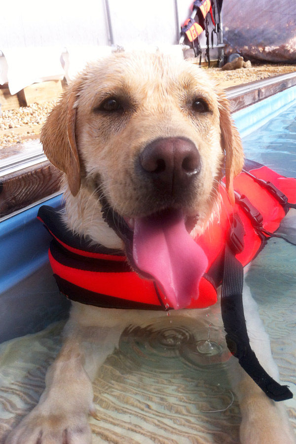 Yellow Lab