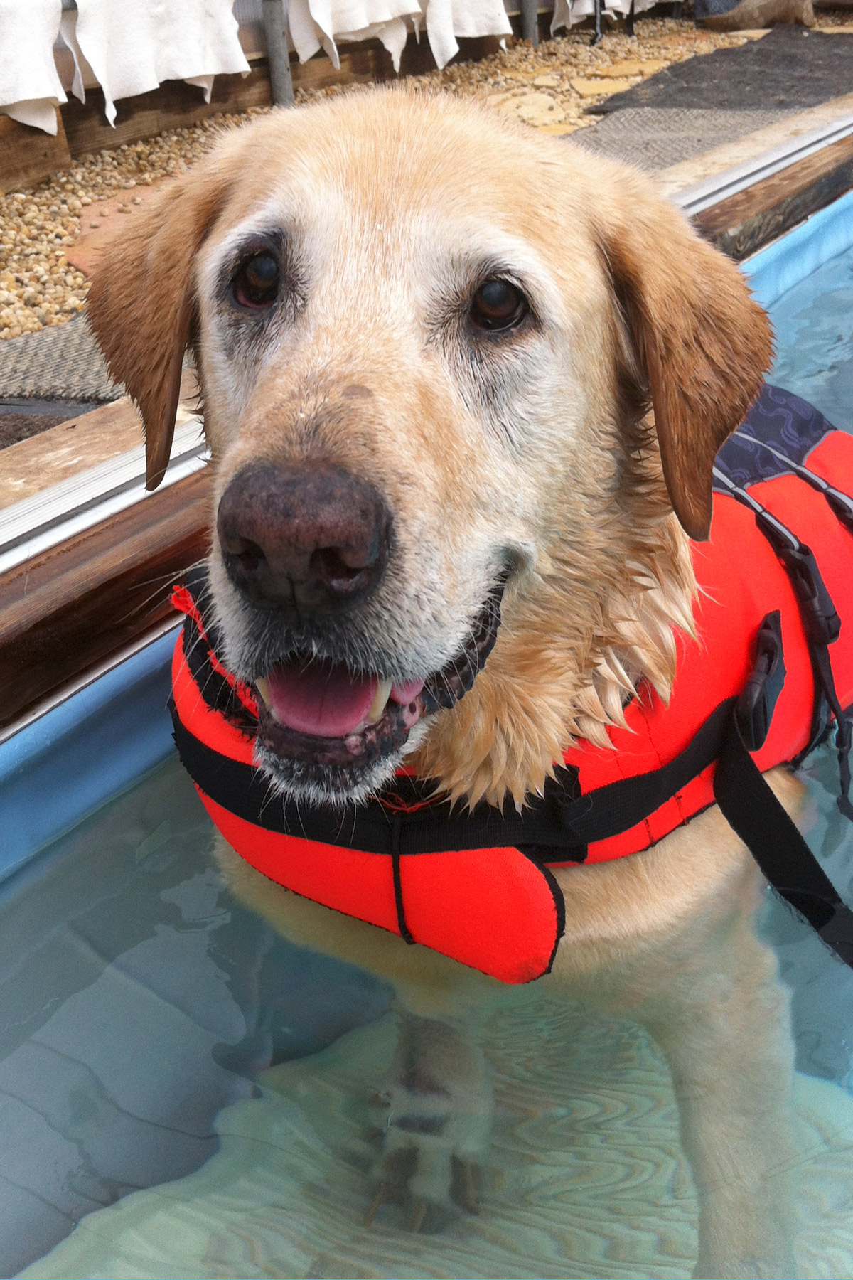 Yellow Lab Duke