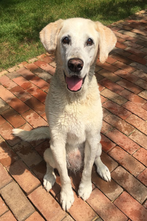 Yellow Lab Gabby