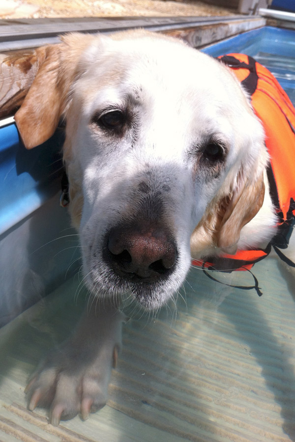 Yellow Lab Hero Swimming