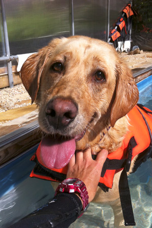 Yellow Lab Libby