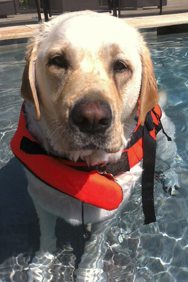 Yellow Lab Lola