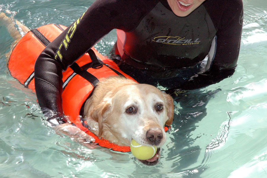 Yellow Lab Mardi©RandyProductions.com