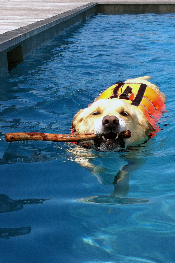 Yellow Lab