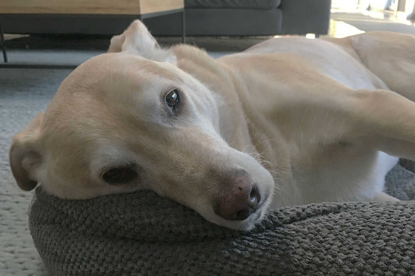 Yellow Lab Mix Ridley