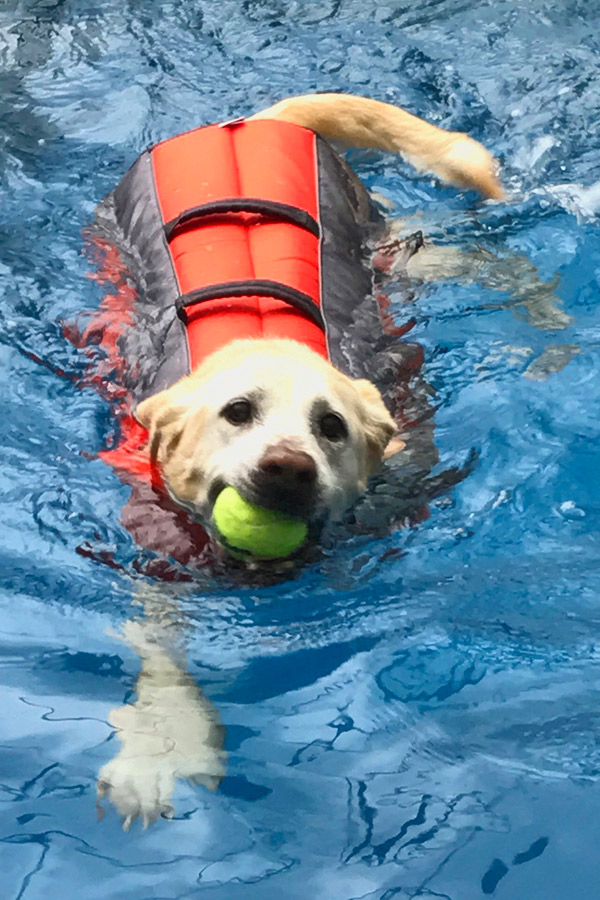 Yellow Lab Phoebe