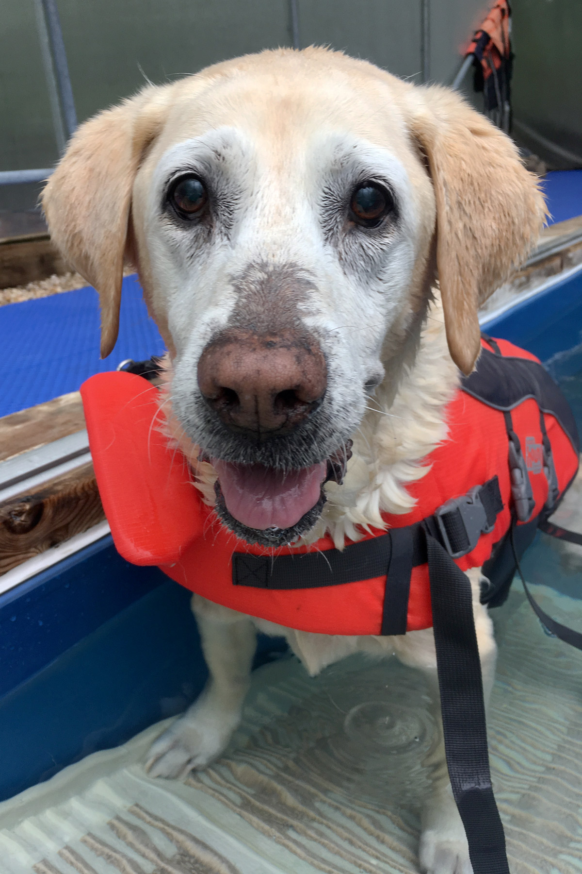 Yellow Lab. Phoebe