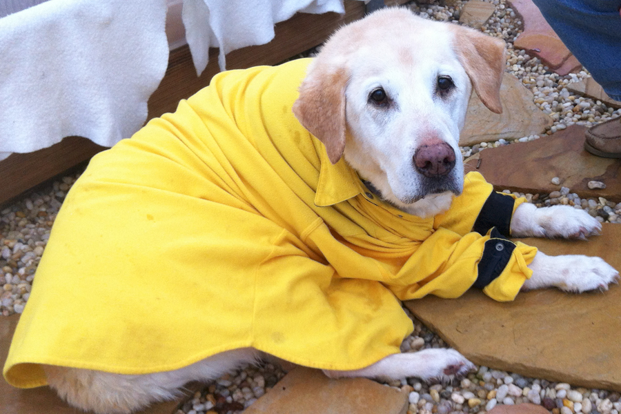 Yellow Lab Shelly