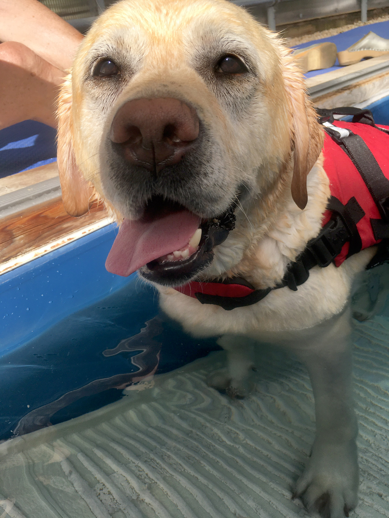 Yellow Lab Zadie