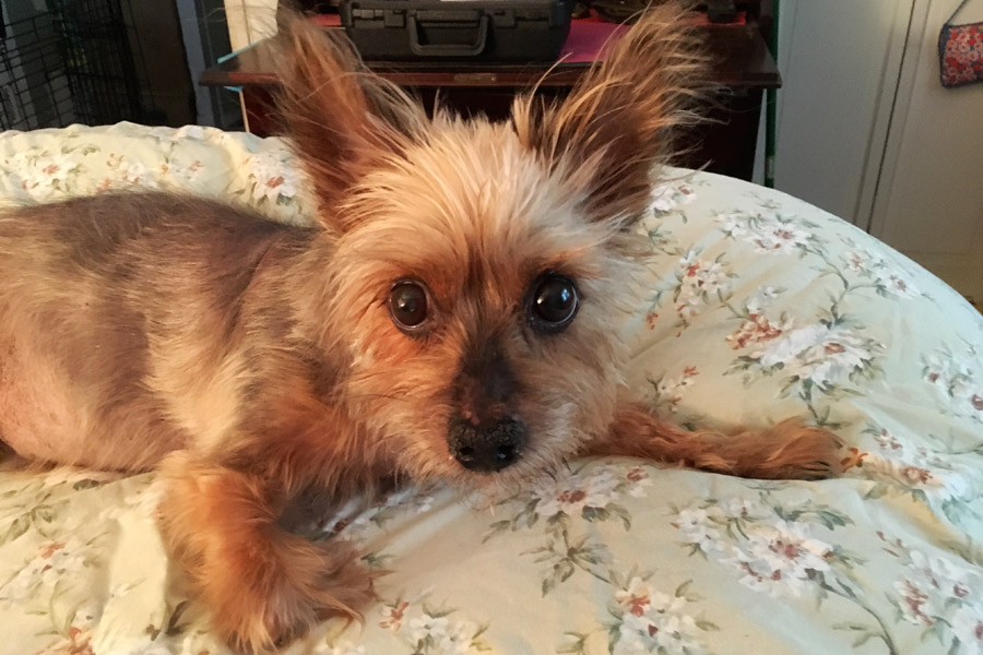 Yorkshire Terrier Billy