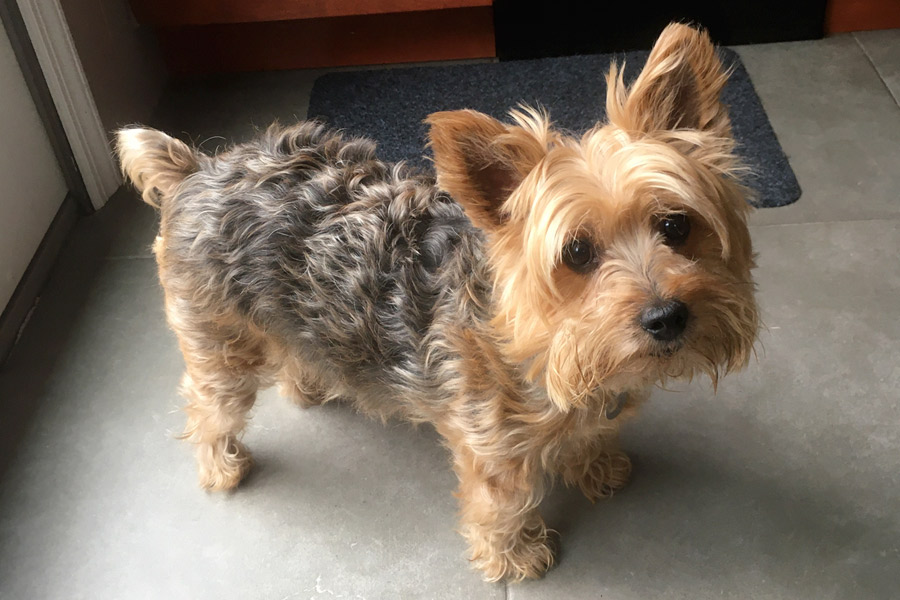 Yorkshire Terrier Izzy